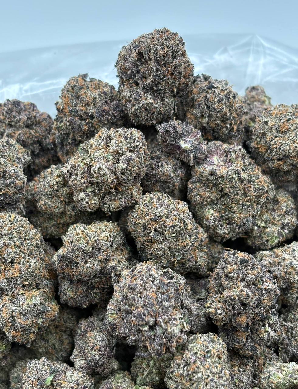 Dutch Master